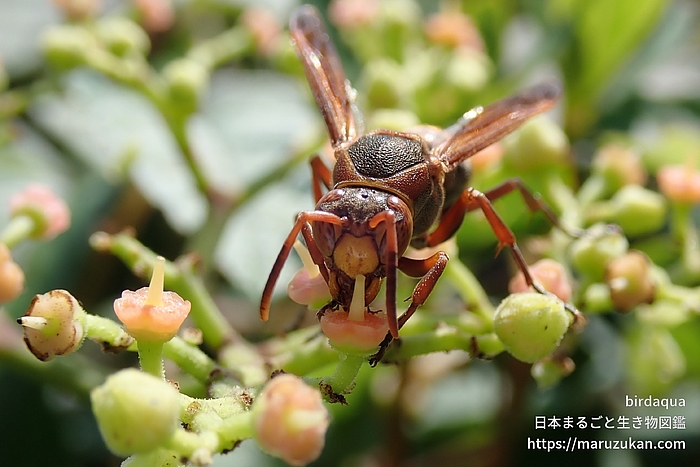 キボシアシナガバチ