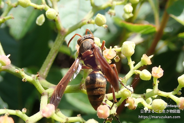 キボシアシナガバチ
