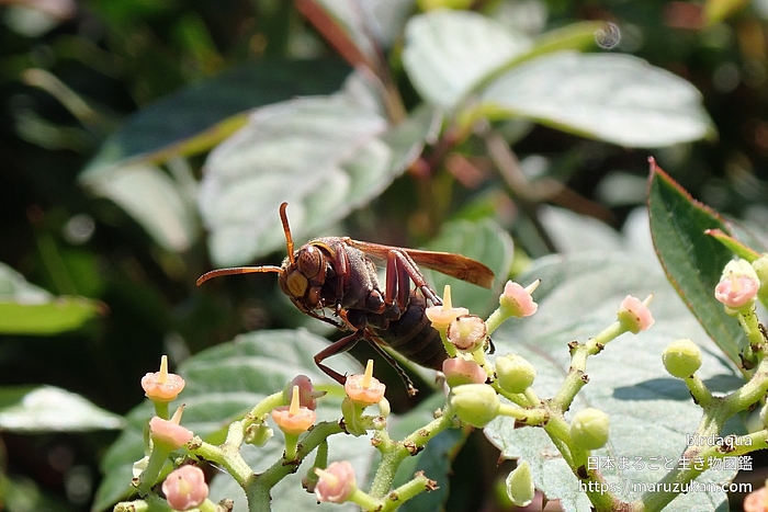 キボシアシナガバチ