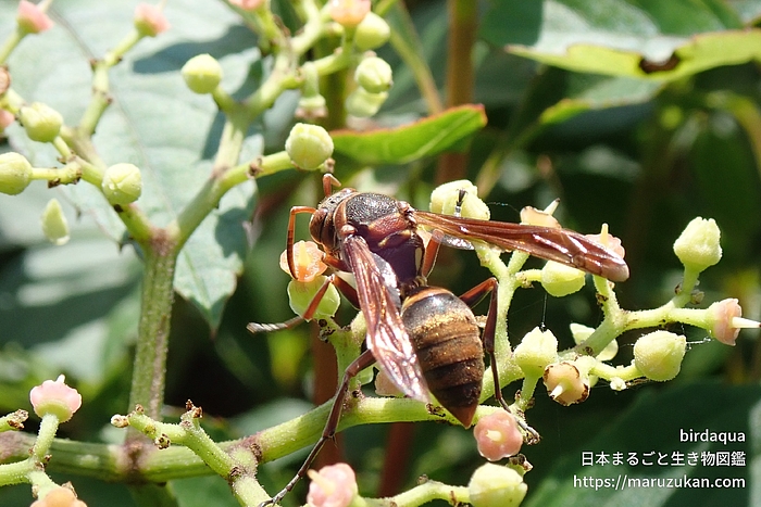 キボシアシナガバチ
