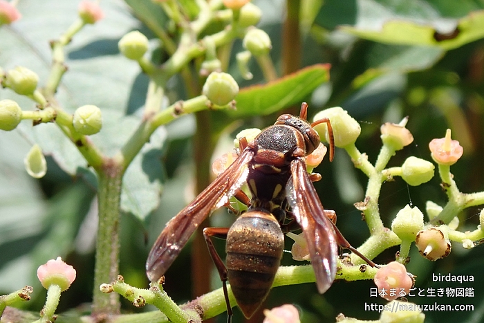 キボシアシナガバチ