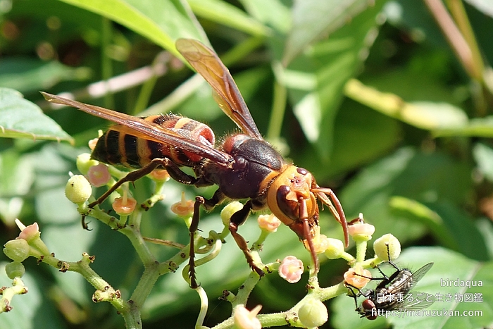 ヒメスズメバチ