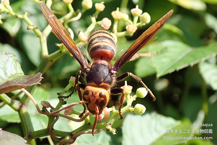 ヒメスズメバチ