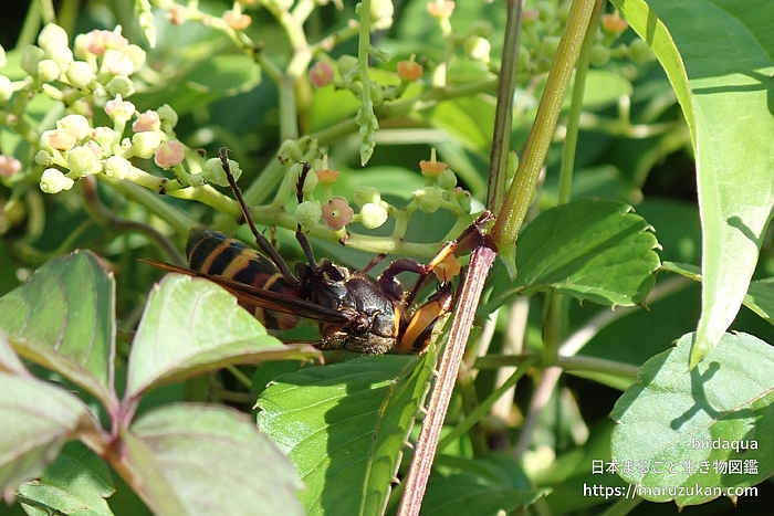 ヒメスズメバチ