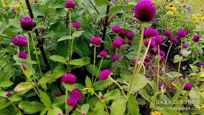 センニチコウ（花）の写真