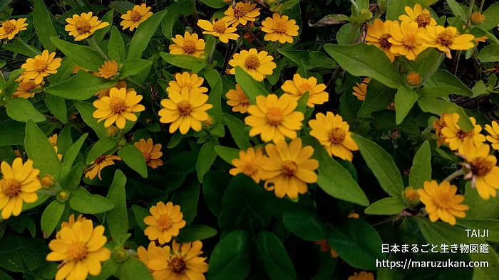 メランポジウム（花）の写真