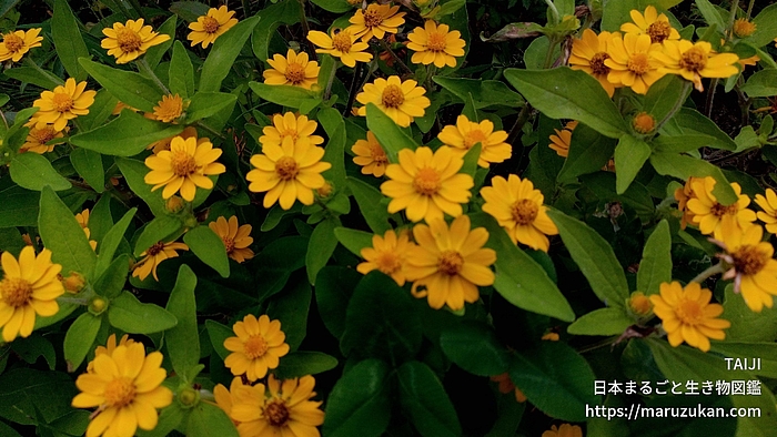  メランポジウム