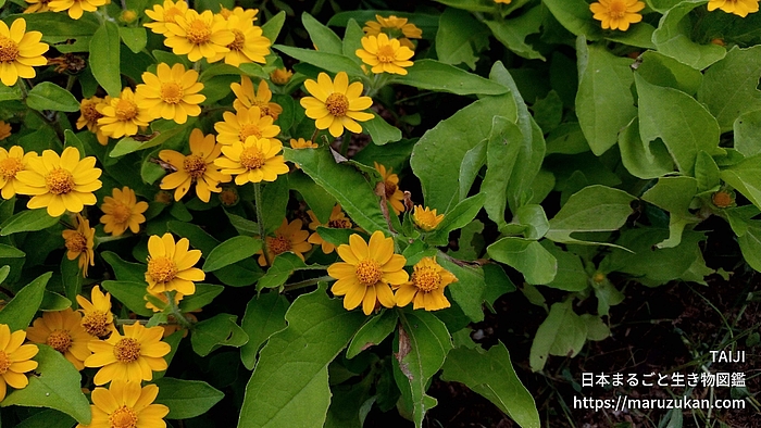  メランポジウム