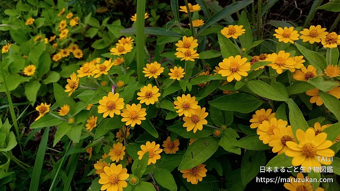 メランポジウム（花）の写真