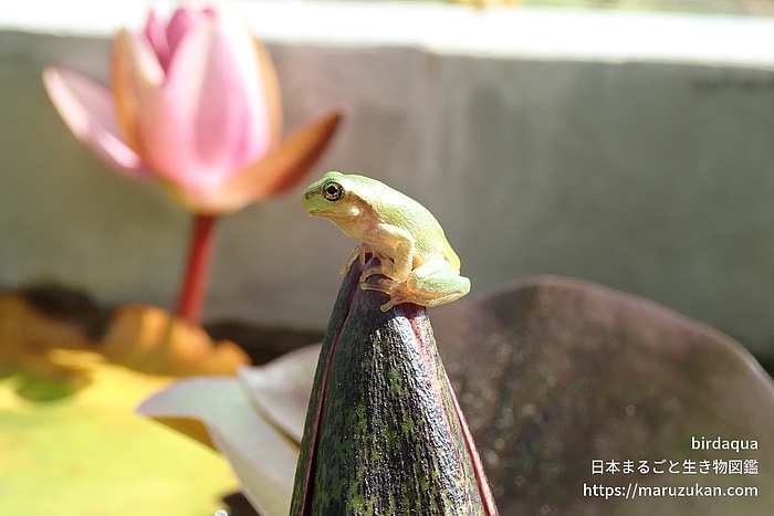 ニホンアマガエル