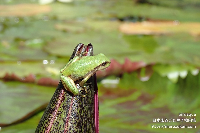 ニホンアマガエル