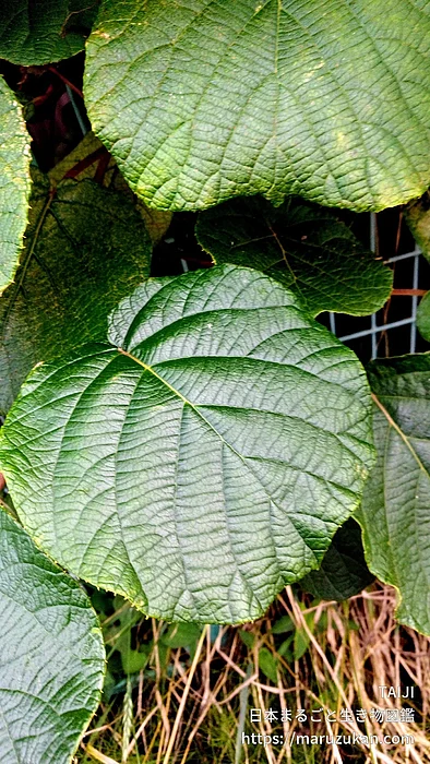 キウイフルーツ（花・実以外）の写真