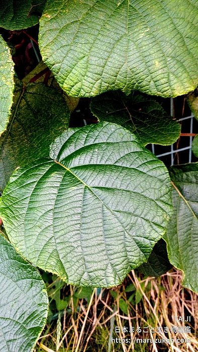 キウイフルーツ