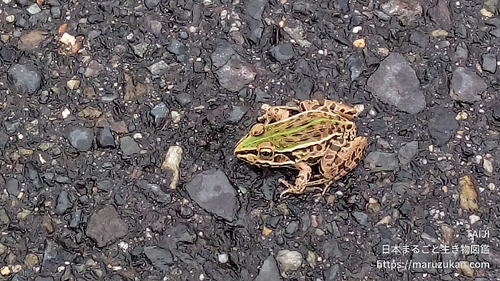 トノサマガエル