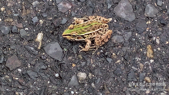 トノサマガエル