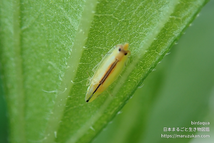 クロスジホソサジヨコバイ