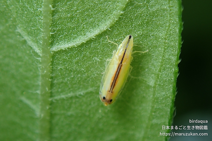 クロスジホソサジヨコバイ