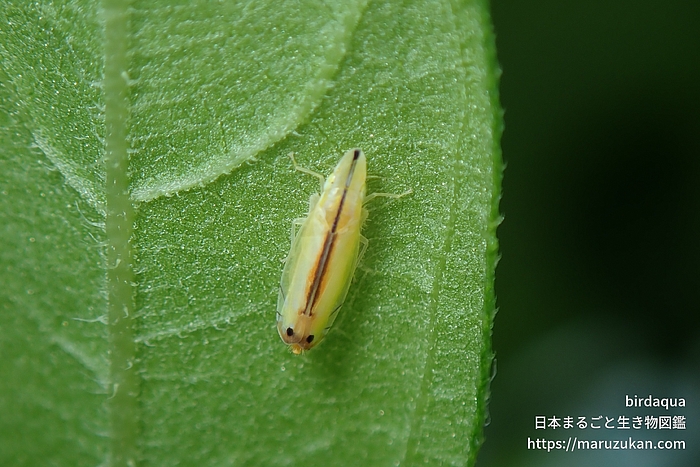 クロスジホソサジヨコバイ