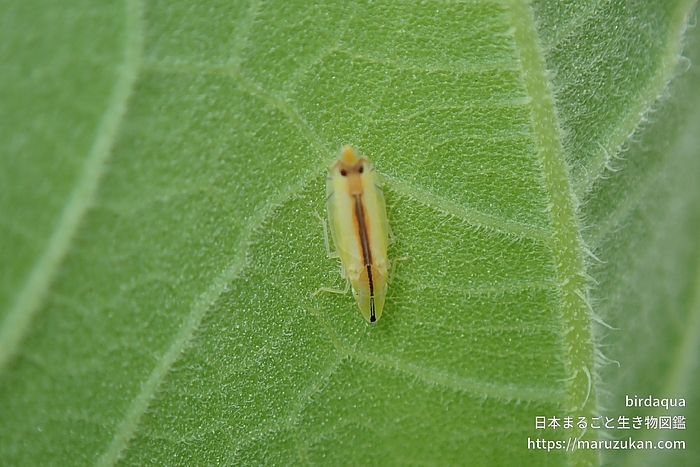 クロスジホソサジヨコバイ