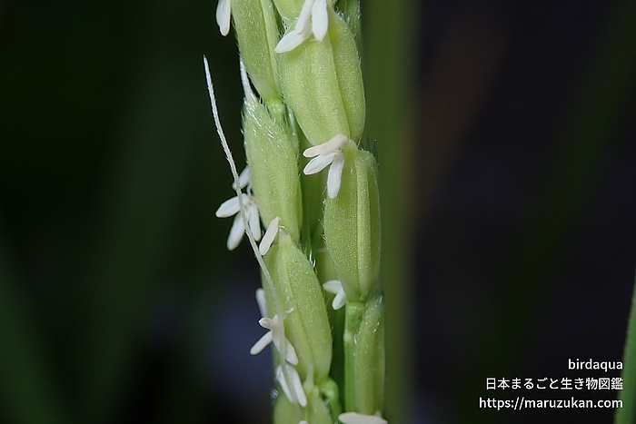 イネ