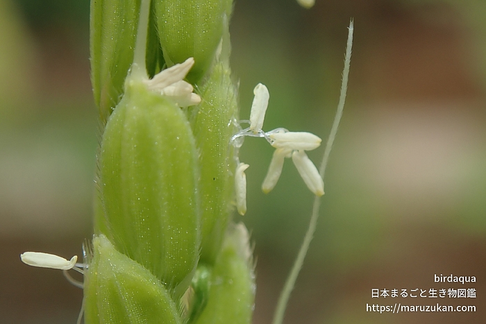 イネ