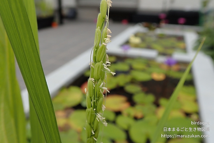 イネ