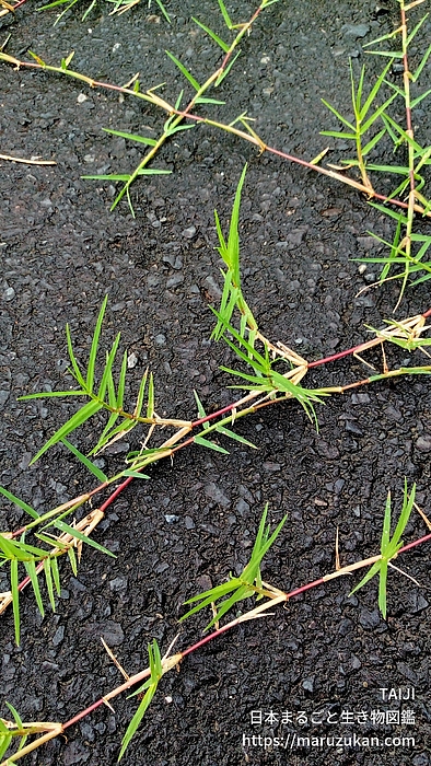 ハイキビ