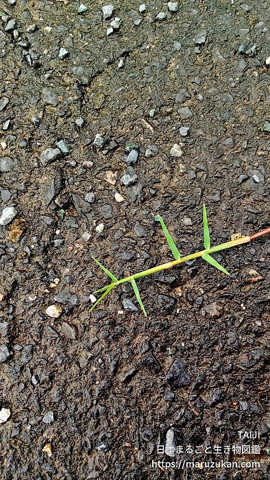ハイキビ