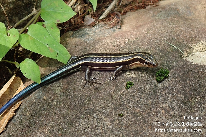 オカダトカゲ