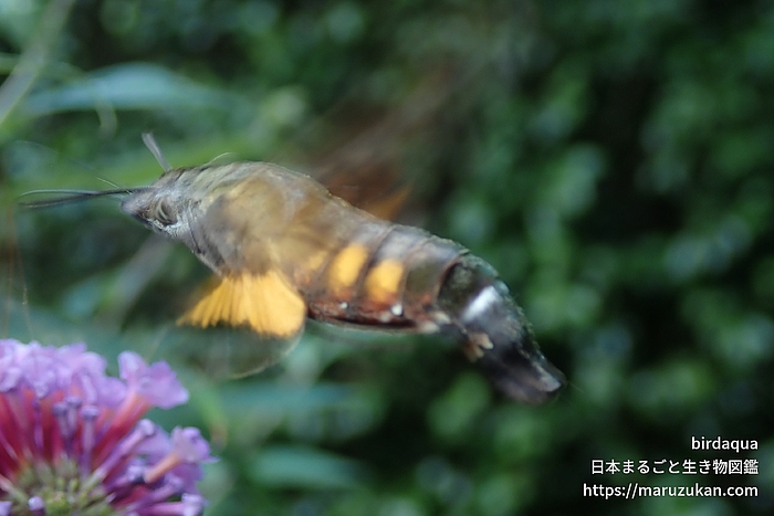 ホシホウジャク