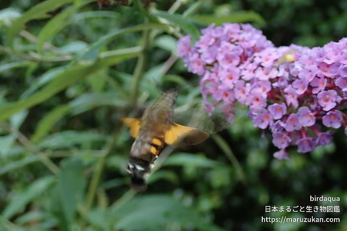 ホシホウジャク