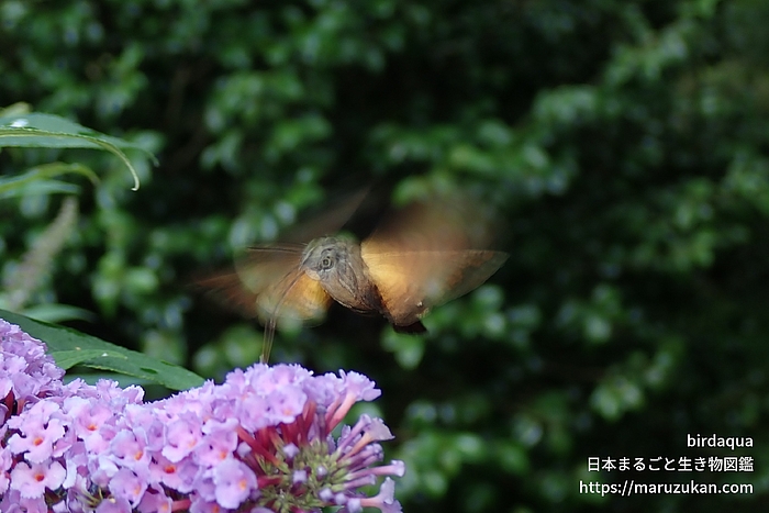 ホシホウジャク