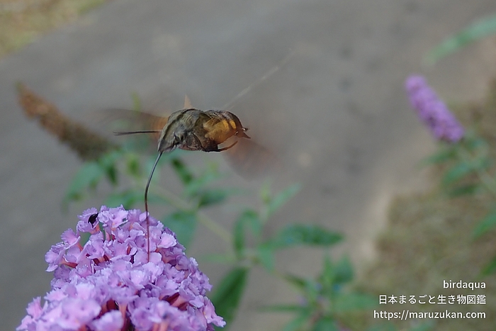 ホシホウジャク