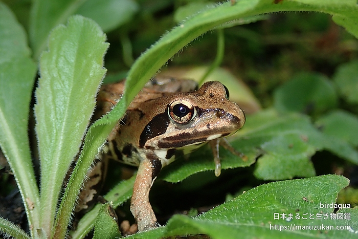 ヤマアカガエル