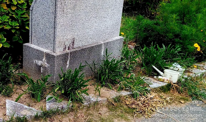 オオキンケイギク（花）の写真