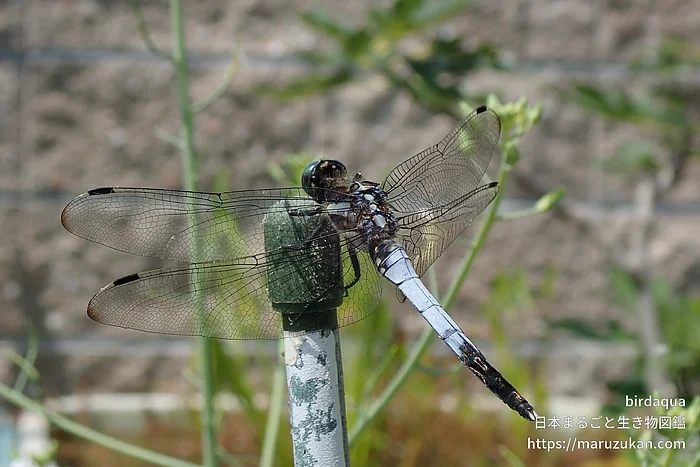 シオカラトンボ（成虫）の写真