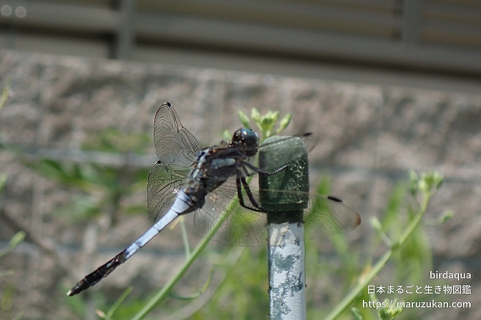 シオカラトンボ