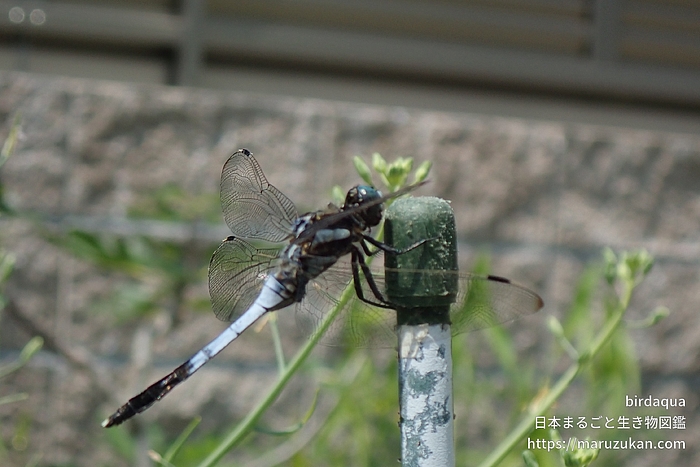 シオカラトンボ