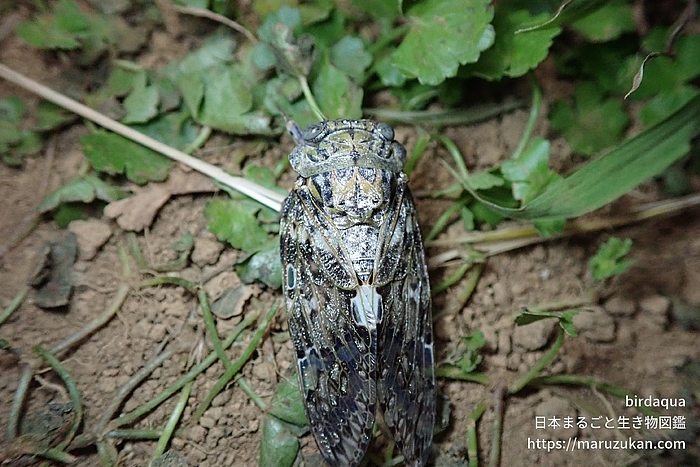 ニイニイゼミ