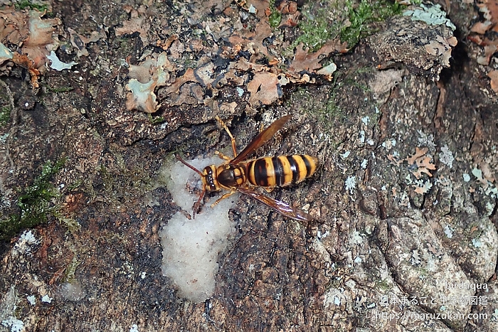 キイロスズメバチ