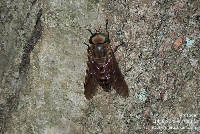 ウシアブ