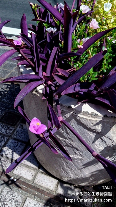 ムラサキゴテン