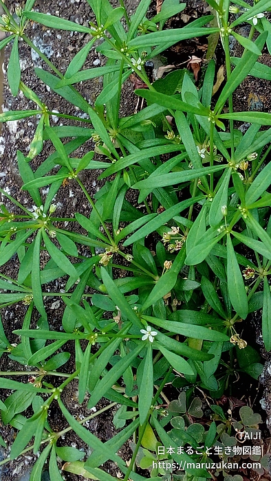 クルマバザクロソウ