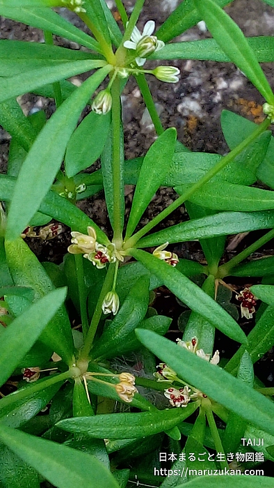 クルマバザクロソウ