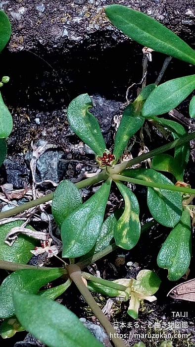 クルマバザクロソウ