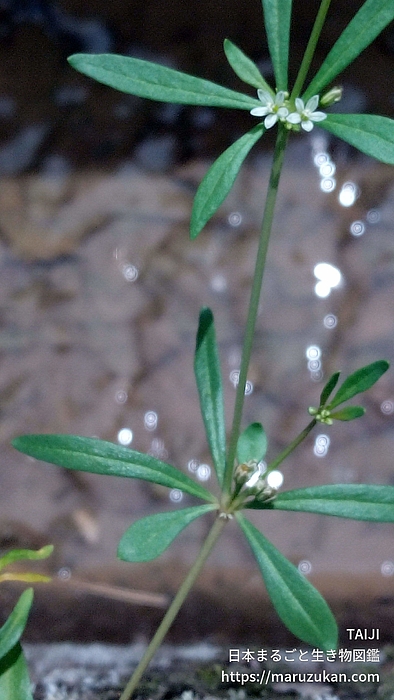 クルマバザクロソウ