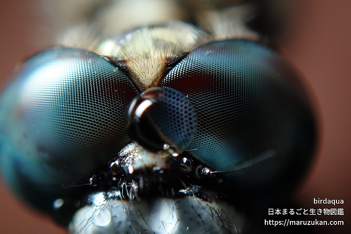 シオカラトンボ