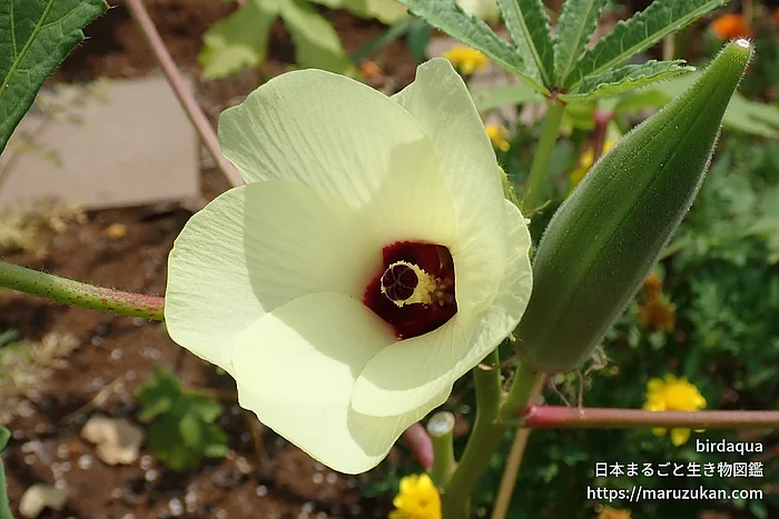 オクラ（花）の写真