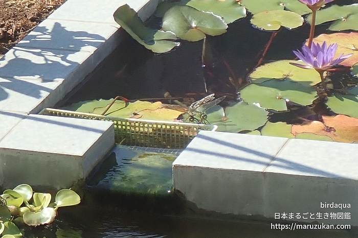 ギンヤンマ