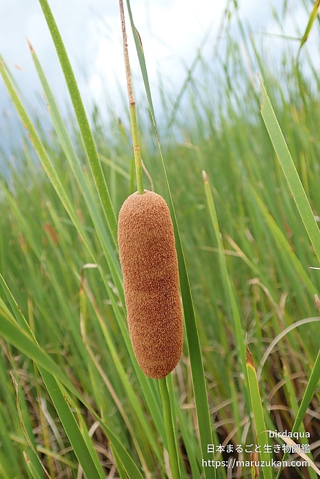 ヒメガマ
